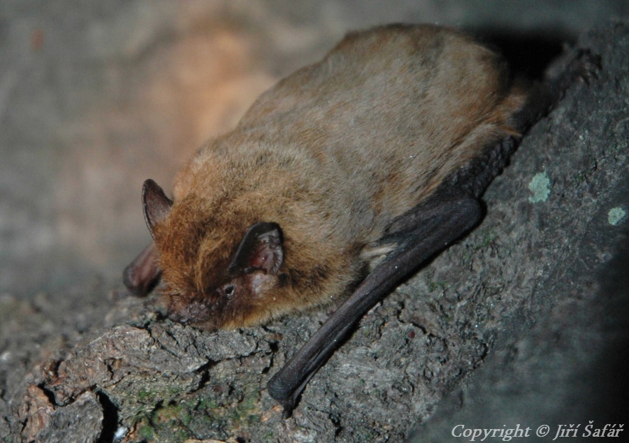 34 netopýr parkový_Jiří Šafář Pipistrellus_nathusi_Olomouc11