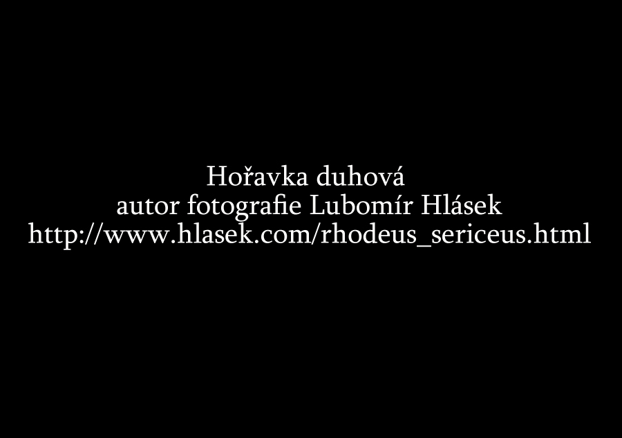 57 hořavka duhová_Lubomír Hlásek rhodeus_sericeus_hd2496