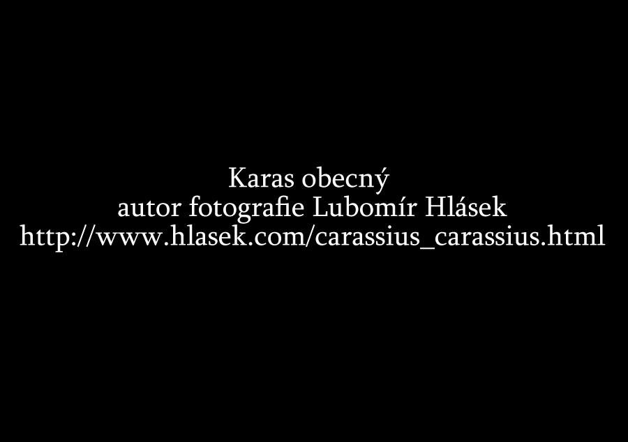 58 karas obecný_Lubomír Hlásek Carassius carassius he5545